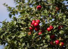 Formations taille des arbres et greffe