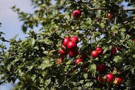 Formations taille des arbres et greffe